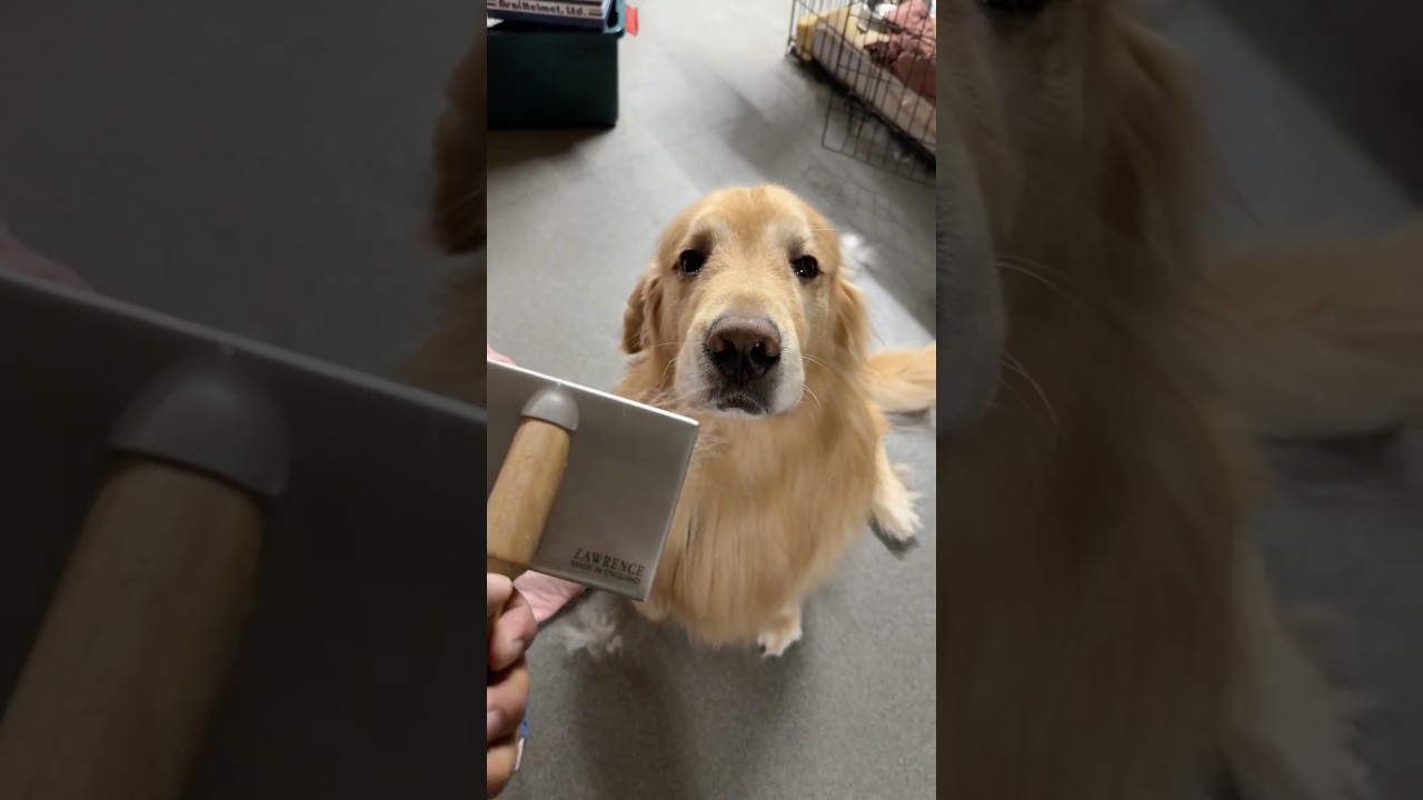 アムロにブラシを見せると…？