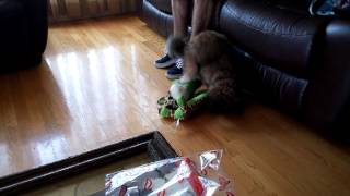 Funny dog humping