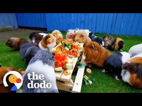 This Couple Has 150 Guinea Pigs | The Dodo