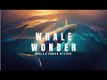 Whales Don T Get Cancer WHY