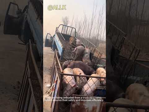 How to guide pigs to walk down by themselves