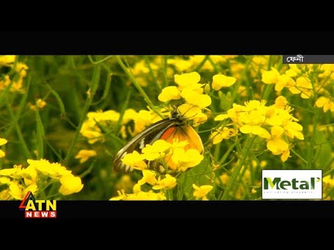 সরিষা