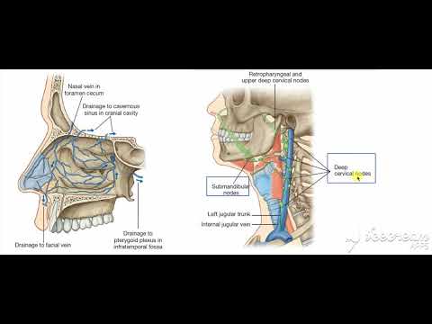 Nasal cavity venous drainage