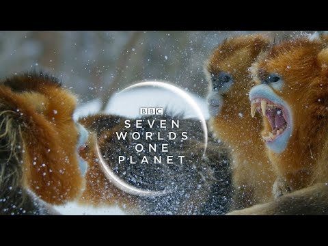 Seven Worlds, One Planet Trailer ft. Imagine Dragons Sir David Attenborough (Trailer Edit)