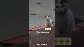 Download lagu Unbelievable! Cat Replied to Salam | Assalamualaikum.#ViralCat mp3