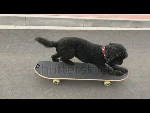 Khushi VS Internet Dogs