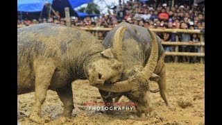 Download lagu DORCE GBT VS SAMURAI OTS FULL FIGHT TEDONG SILAGA 2018 mp3