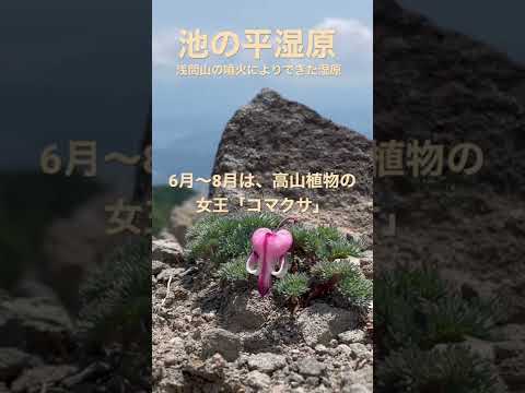 コマクサ バーニング ハート、ブリーディング ハート、コマクサ 'バーニング ハーツ'