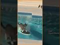 OMG Cat Escaped Like James Bond 007 Style Cute Cat