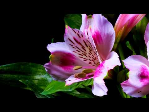 download lagu mp3 mp4 Mothers Day In Heaven, download lagu Mothers Day In Heaven gratis, unduh video klip Mothers Day In Heaven