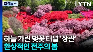 하늘 가린 벚꽃 터널 '장관'...환상적인 전주의 봄 / YTN