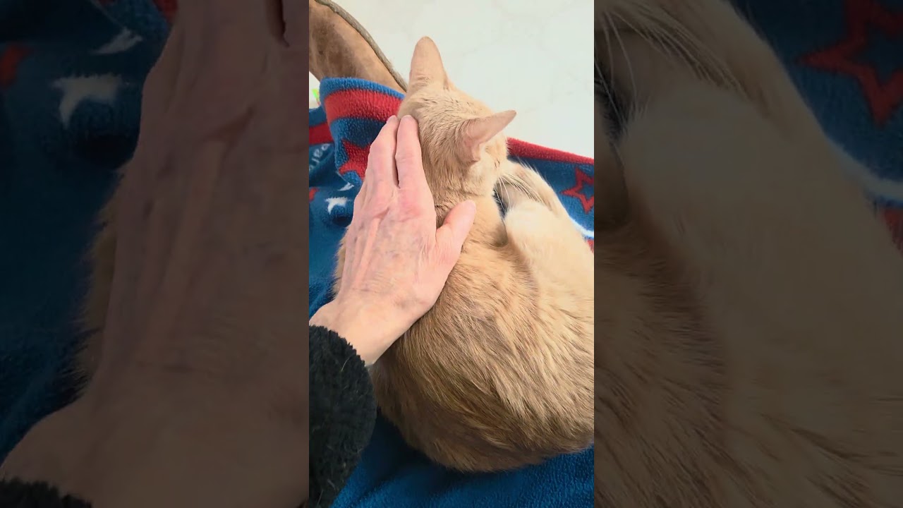 Enlarge CADE & GAVIN, a ADOPTABLE Domestic Short Hair in Campbellsport, WI video 2/2