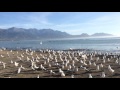 Breakfast With The Seagulls