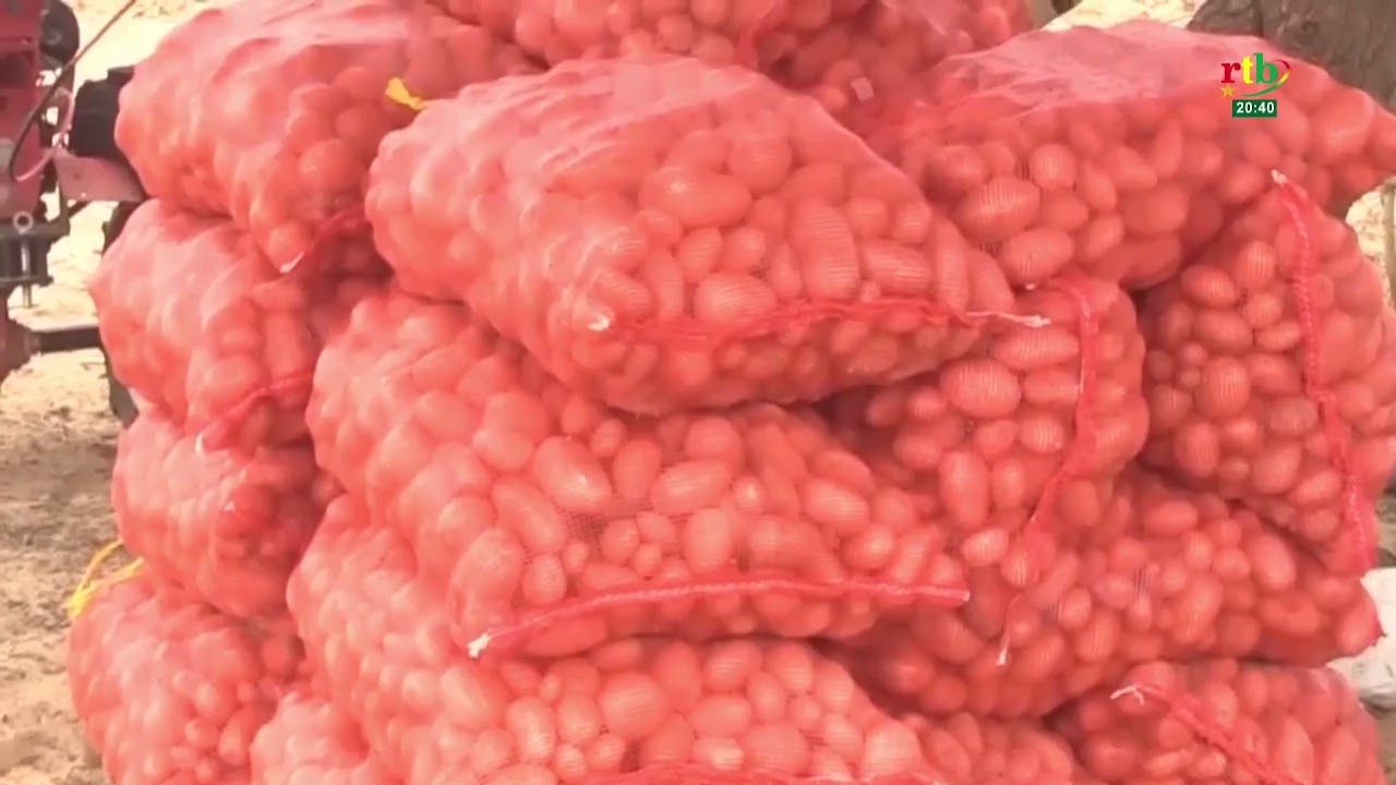 Actualité AES/Mali : le maraichage et la culture de gomme arabique dans la région de Taoudeni