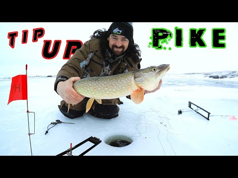 Running Flags Big Pike Madness! Tip Up Fishing Northern Pike