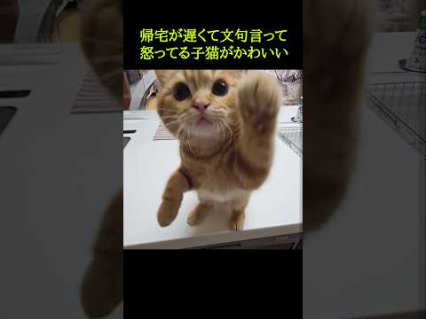 帰宅が遅くて文句言ってる怒ってる子猫がかわいい...#shorts