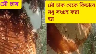 কিভাবে এপিস ডরসাটা মৌমাছির চাক থেকে মধু সংগ্রহ করা হয় সম্পূর্ণ ভিডিও টা দেখুন।০১৭৪১১৭০২২৩ ইমু