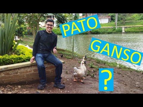 , title : 'Diferencia entre Pato y Ganso 🦆'