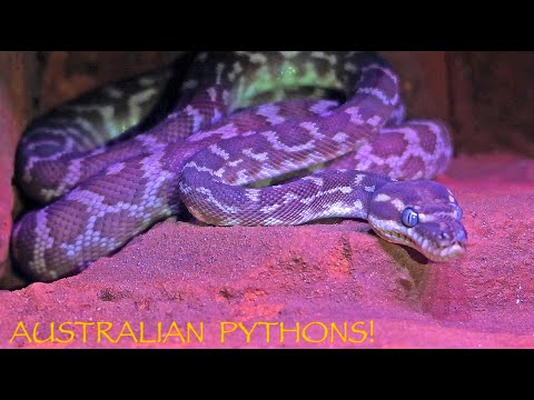 Amazing Australian PYTHONS!