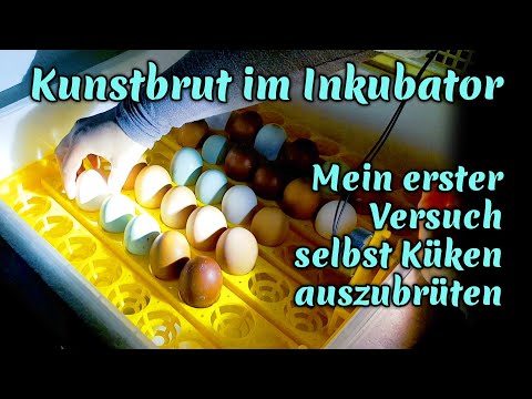 #25 Hühnerzucht mit der Brutmaschine Teil 1 - Erster Versuch mit Kaufland-Inkubator