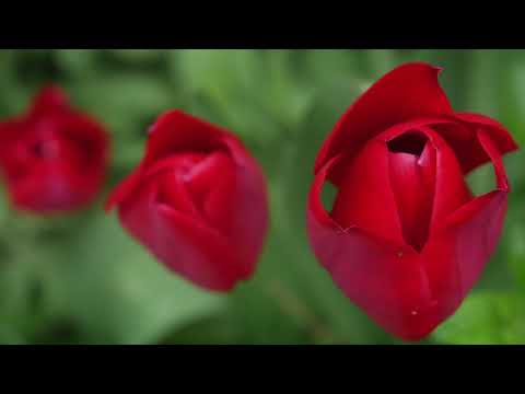 Vierne Organ Symphony no. 3: Finale