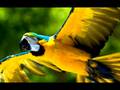 The Nile - Santana