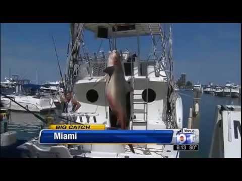 Boat captain, tourist reel in bull shark