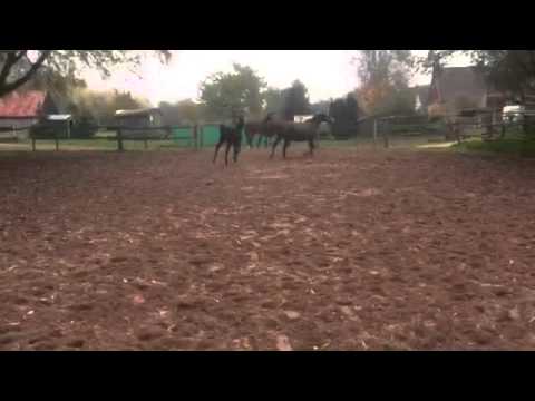 Hengst von Follow me x Rubin-Royal - Fleurop - Ramiro's Son