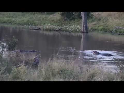 Djuma: Hippos getting active - 17:44 - 04/24/2023