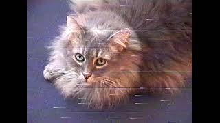 Swim Camp – “Stupid Thing”