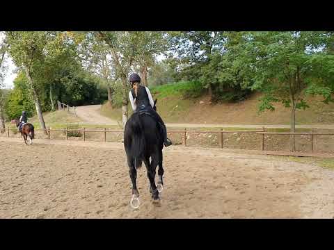 , title : 'Cavallo in vendita  - Cavallo Baio Scuro,Franco-olandese,del 2012,addestrato - Vidéo 4 - equirodi.it'
