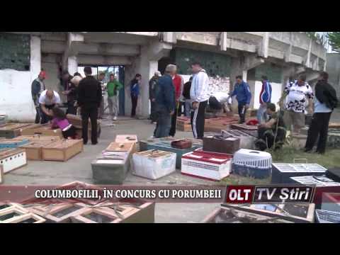 COLUMBOFILII IN CONCURS CU PORUMBEII 2704