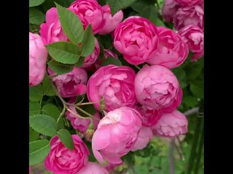 Плетистая роза  Raubritter (Раубриттер). Описание всех роз под видео.