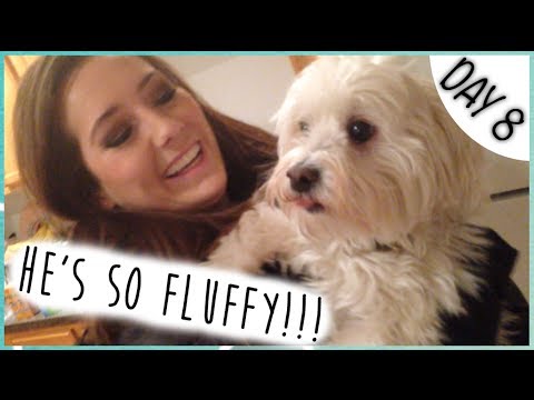 ULTA HAUL & FLUFFY PUPPY! ☆ Vloguary Day 8 ☆
