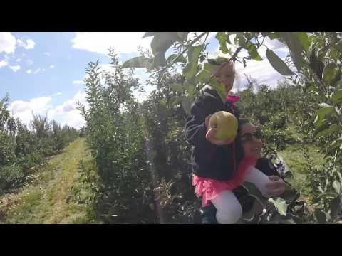 download lagu mp3 mp4 Eckerts Apple Picking, download lagu Eckerts Apple Picking gratis, unduh video klip Eckerts Apple Picking