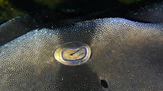Macromate Mini and GoPro Hero 8 underwater shots