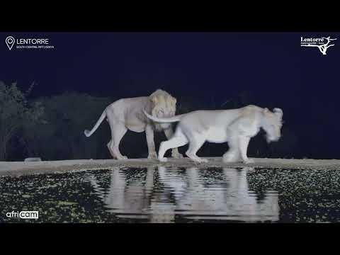 When a Male Lion Won’t Take the Hint