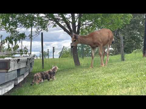 Cat Comes Across Deer For First Time