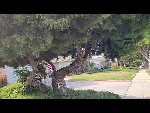 1000 year old Bonsai tree  in California