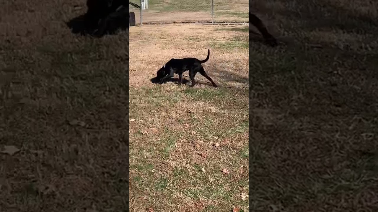 Enlarge Shadow, a Adoptable Mixed Breed in Chattanooga, TN video 6/6