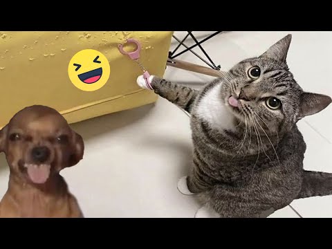 Try Not To Laugh Cats And Dogs Videos ???? - Best Funniest Animals Video 2024 #3