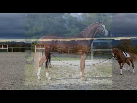 KN 34 DREIPUNKT an der Longe, 2-j. Ponyhengst v.Dreidimensional-Dressman *Marbacher Wochenende 2020*