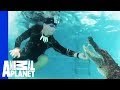 Unwelcome Gator In The Family Swimming Pool Gator Boys