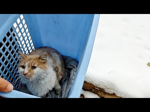 He Was Freezing to Death in the Snow... So I Took Him Home. ❄️