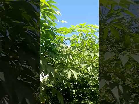 BOM DIA DE BENÇÃOS 💚 CÉLULA RENASCER MACAMBIRA SERGIPE 💚 VEM RENASCER 💚
