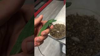 Glad this pair of Anolis punctatus is to starting tl breeding🦎👩‍❤️‍💋‍👨 #reptile #lizard #shorts