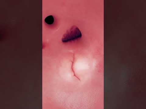 Anatomy of the Human Heart  #anatomy #meded #3dmodel