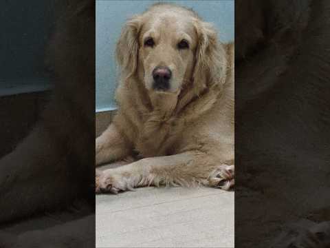 Ammu❤️ #shortsfeed #shorts #goldenretriever