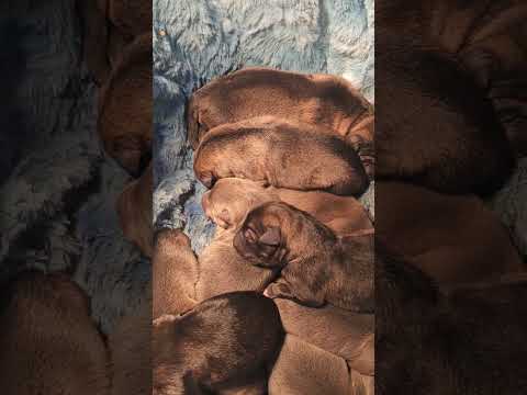 12 New Born German Shepherd Puppies 🐶  #puppy #germanshepherd