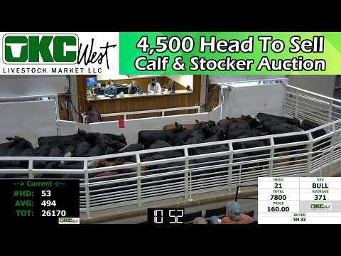 11/15/2022 -  OKC West Calf and Stocker Auction